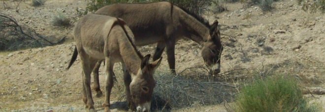 Mojave Desert Burros