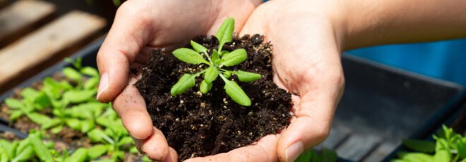 Hand holding soil and plant in heart shaped hands