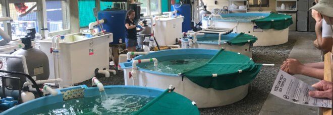 interior of a sea turtle rehabilitation facility with small pools in a room