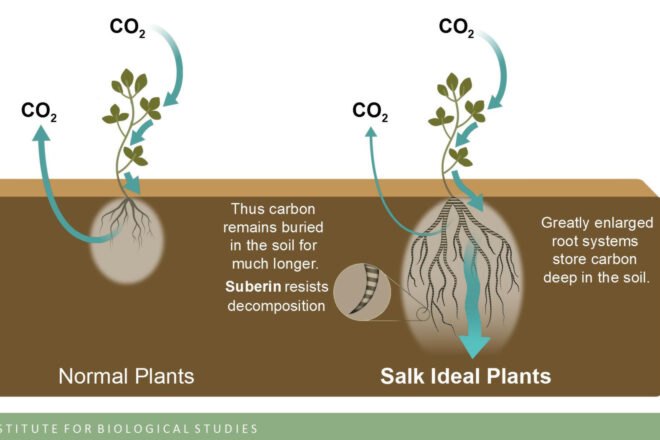 info graphic depicting the process of carbon dioxide