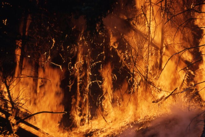 flames engulfing trees in a forest