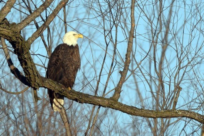 Bald eagle perched on a tree branch