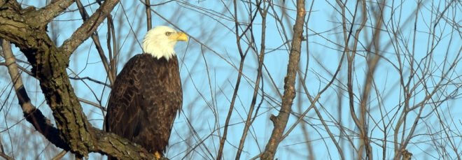 Bald eagle perched on a tree branch