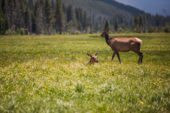 two elk in a meadow