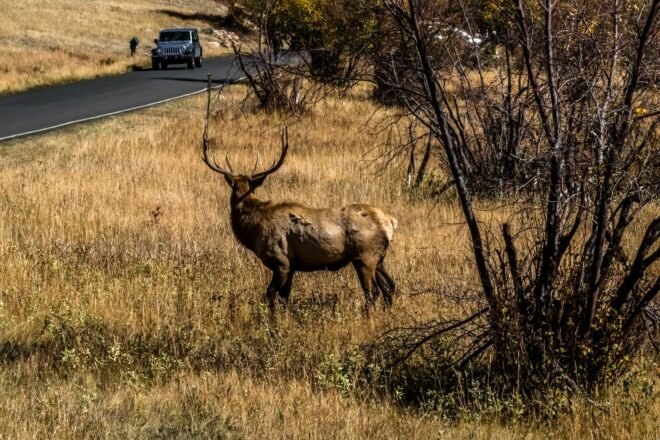 elk looking toward a passing car