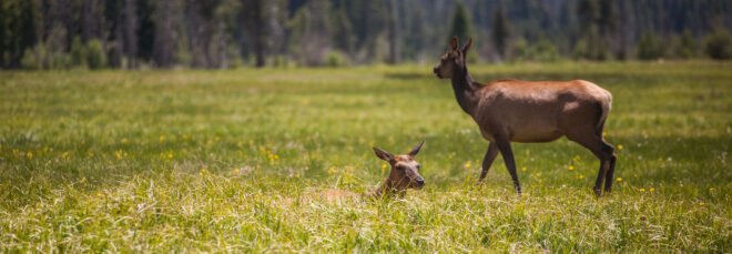two elk in a meadow