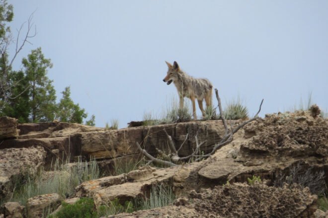 Coyote on a rocky landscape