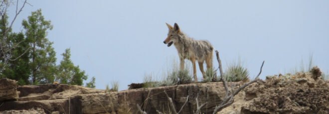 Coyote on a rocky landscape