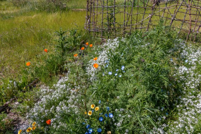 multicolored wildflowers in a garden