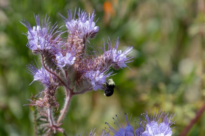 bee on purple flower