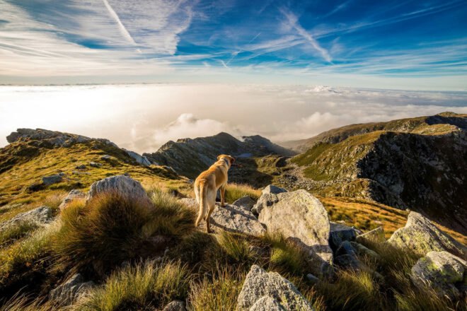 dog on a hiking trail
