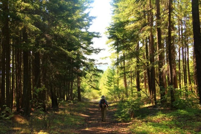person hiking in Mount Hood National Forest