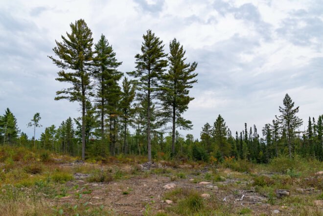 The aftermath of the timber and logging industry's deforestation along Powers Lake Road in the Superior National Forest of Northern Minnesota.