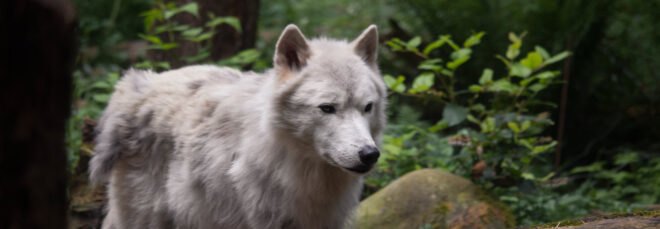 gray wolf in the woods