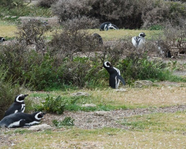 woman observes penguins in their natural habitat surrounded by greenery