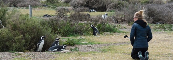 woman observes penguins in their natural habitat surrounded by greenery