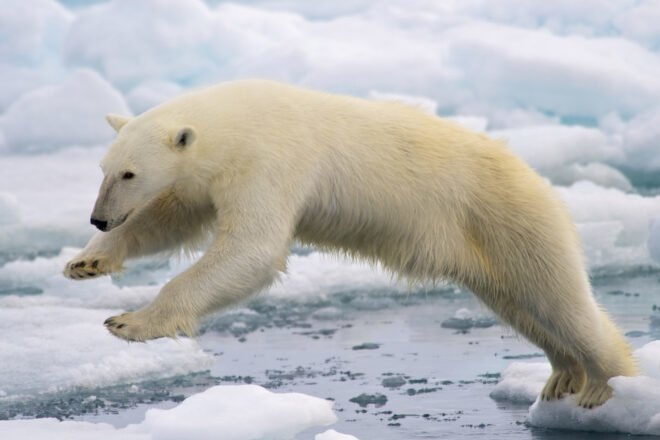 A frame-filling portrait of a male polar bear (Ursus maritimus) jumping in the pack ice. The young male, probably due to a mix of curiosity and hunger, got really close to our ship - less than 20 meters. Svalbard, Norway.