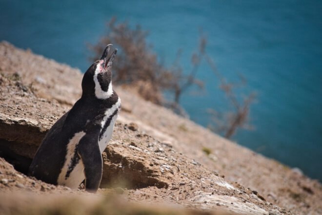 penguin on a rock