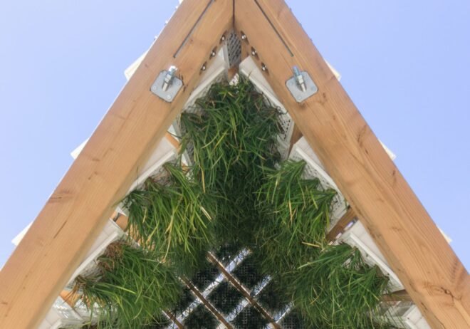 plants growing in white milk crates