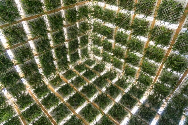 close-up of plants growing in milk crates