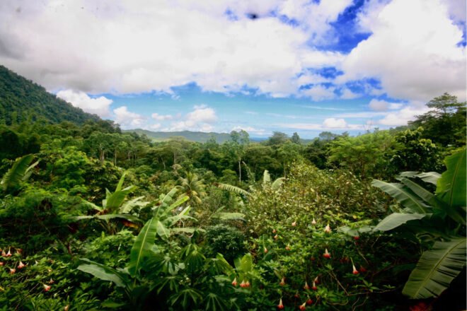 view of green forest
