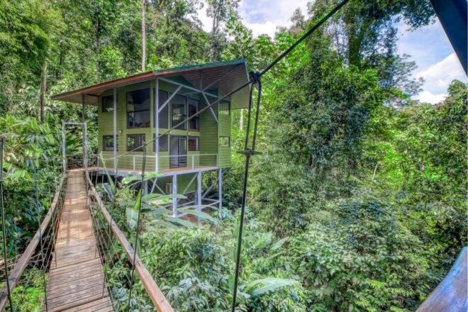 wooden treehouse surrounded by greenery