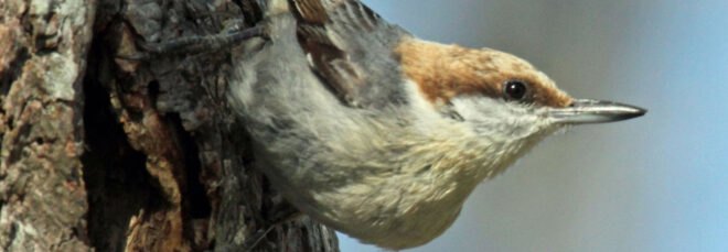 bahama nuthatch