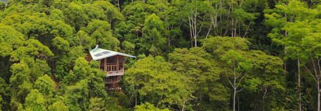 wooden treehouse surrounded by greenery