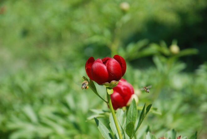 honey bees flying around red flowers