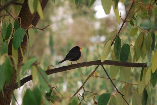small blackbird on a tree branch