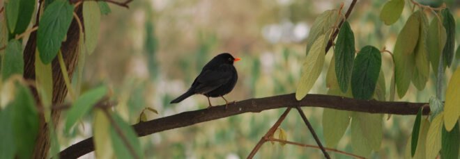 small blackbird on a tree branch