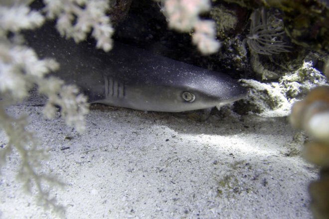 fish swimming in water