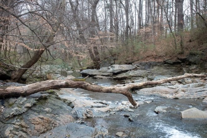 Proctor Creek flowing through a wooded area in Atlanta, Georgia