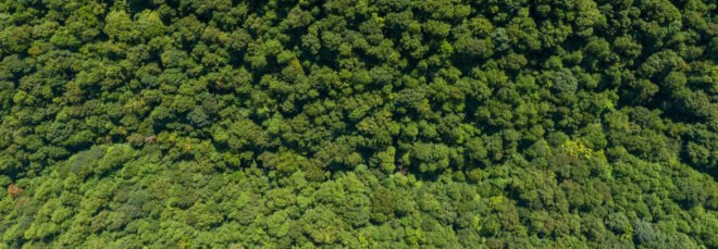 aerial view of trees