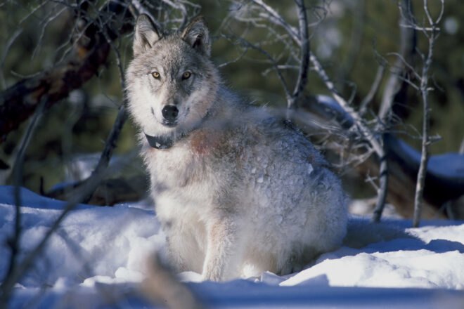 wolf in snowy landscape