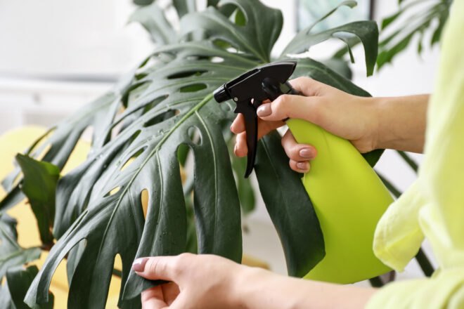 Young woman spraying water on houseplant at home, closeup