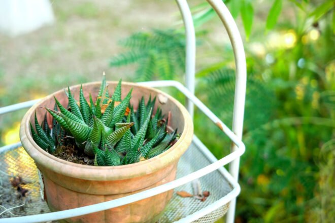 plant outdoors