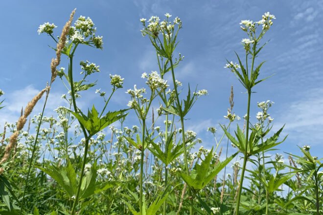 wildflowers against a blue sky