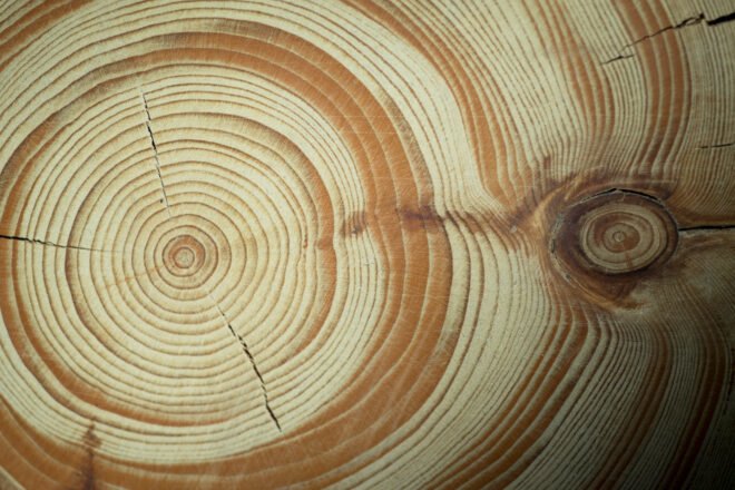 close-up of tree rings on slab of wood