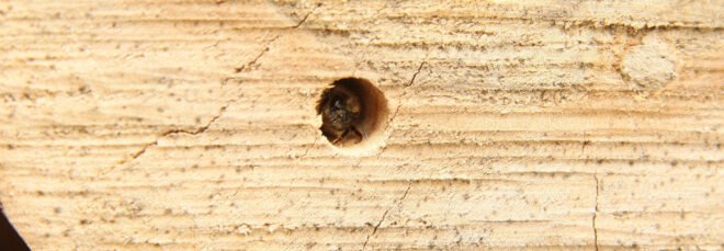 bee peeking out of a hole in a bee hotel