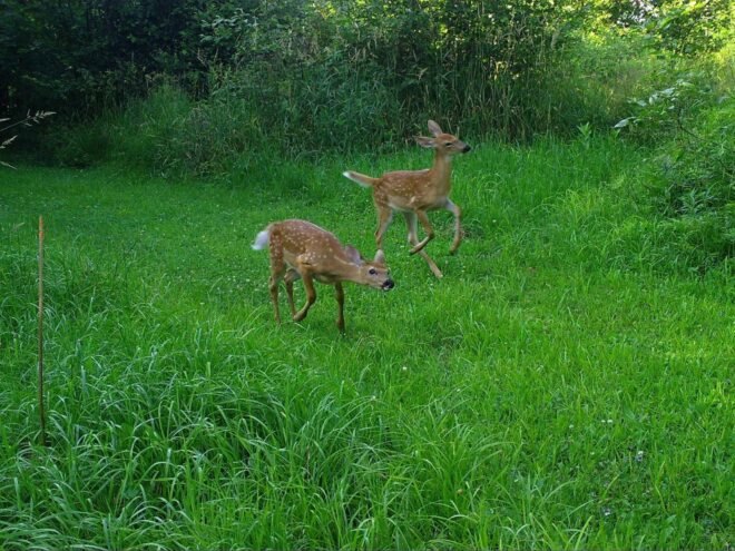 trail cam image of two deer