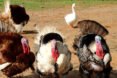 turkeys and duck at an animal sanctuary