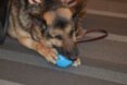 retired military dog chewing on a toy