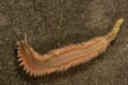 image of Alitta succinea species