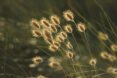 seeded plants blowing in the wind