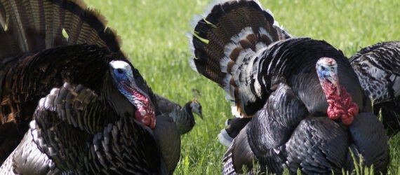 turkeys in grassy area