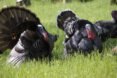 turkeys in grassy area