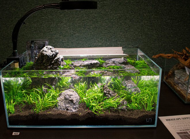 aquascaped nano tank on display