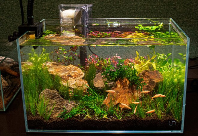 fish tank with rocks and long grasses