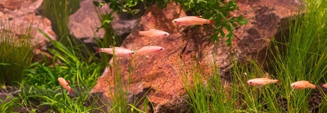 aquascaped nanotank with micro fish swimming around